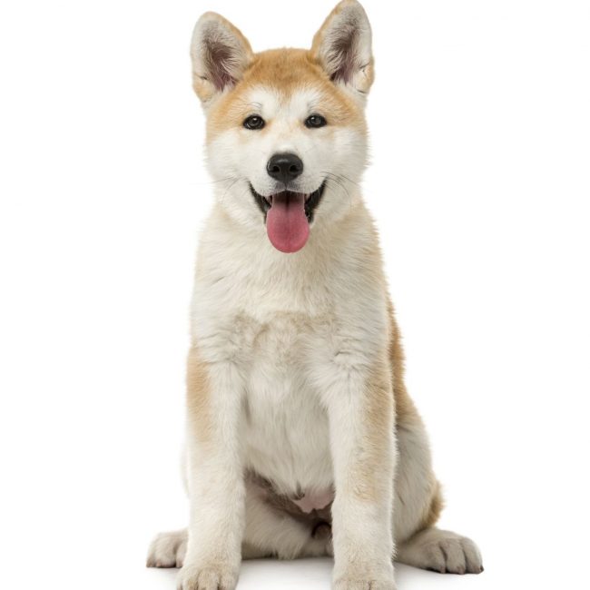 Cão: Akita